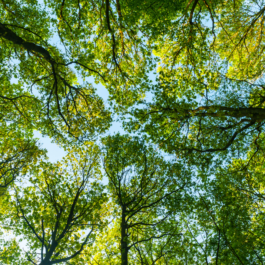 Image of Trees