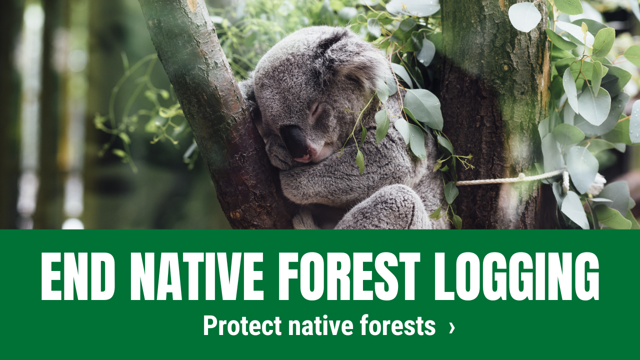 End native forest logging, protect native forests
