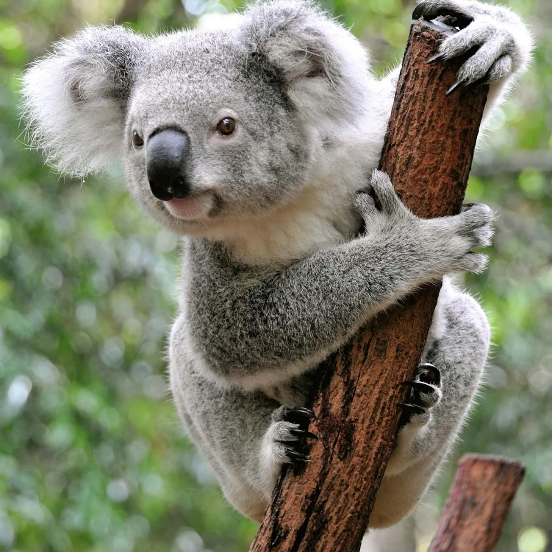 Image of a koala