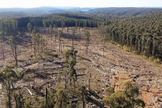 Logged native forest