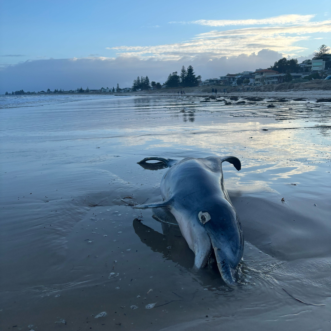 Image of marine wildlife in South Australia impacted by the toxic algal bloom