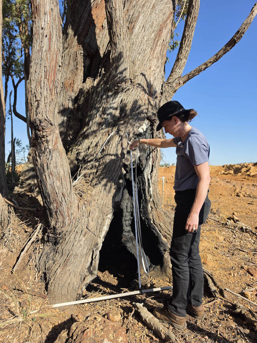 Tree dimensions