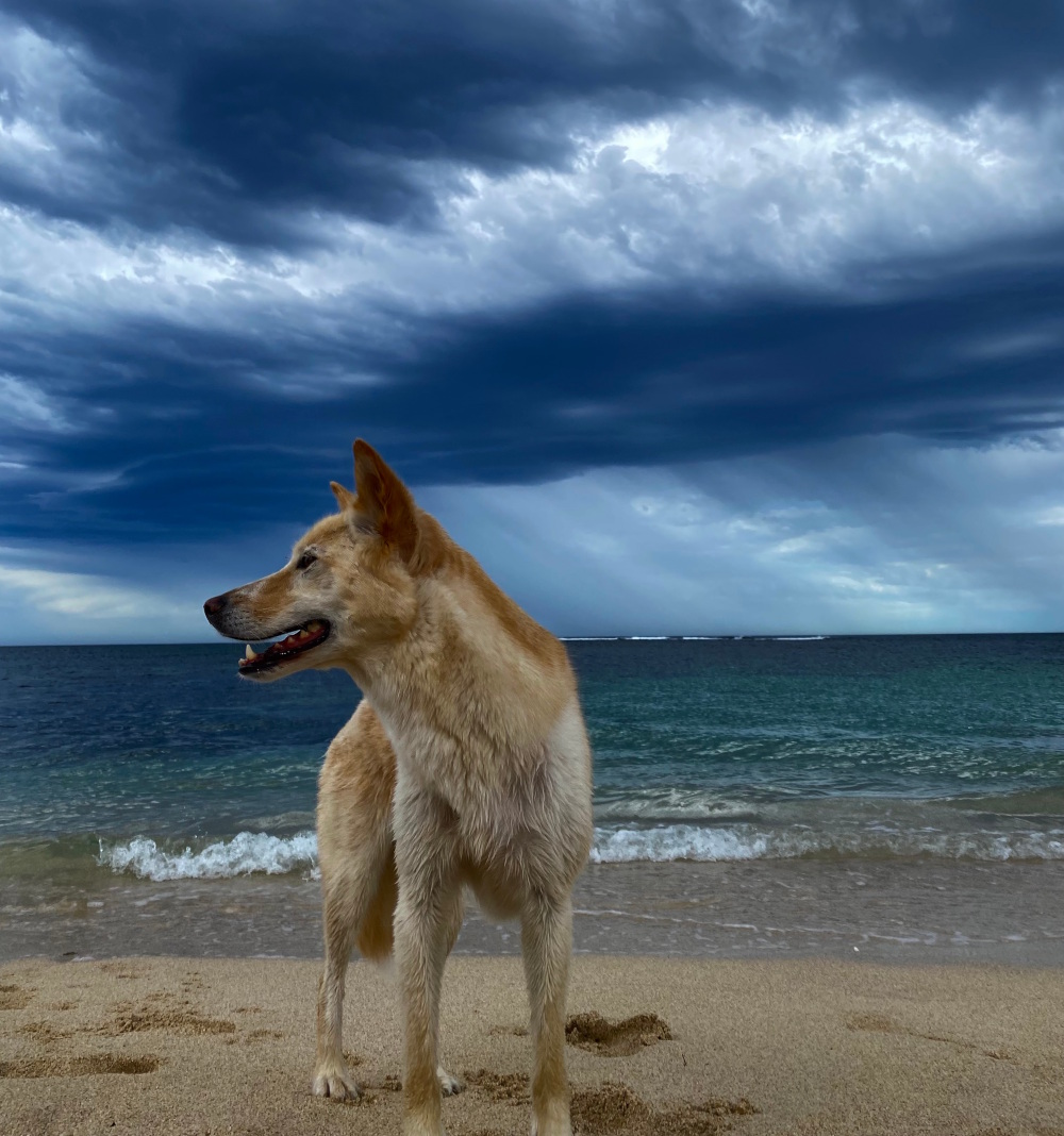 Dingo stormy skies