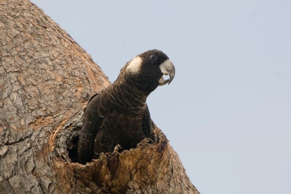 Baudin's cockatoo