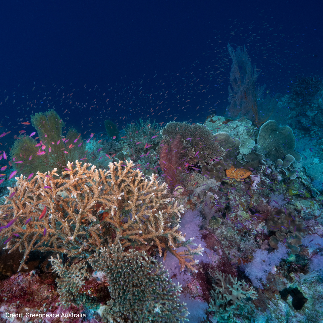 Image of sea life underneath Scott Reef taken by Greenpeace Australia